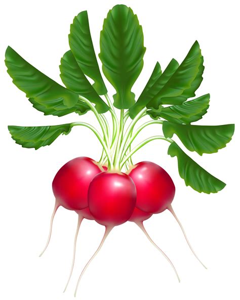 radish clip art|radish clip art images.